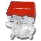 Glass Tortoise
